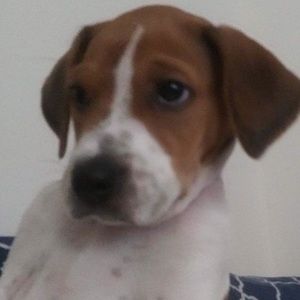 Meet your Posher, Austin